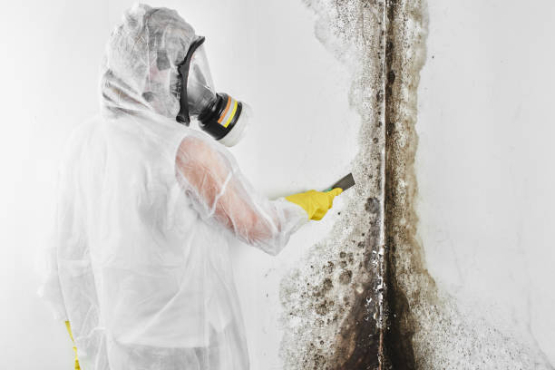 Best Local Mold Removal Service  in Kapaau, HI