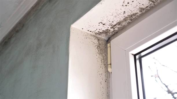 Best Mold Testing  in Kapaau, HI