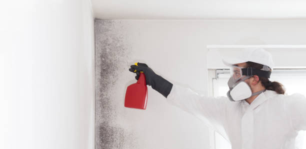 Best Crawl Space Mold Removal  in Kapaau, HI