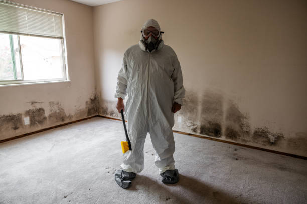 Best Mold Damage Repair  in Kapaau, HI