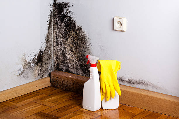 Mold Testing and Removal in Kapaau, HI