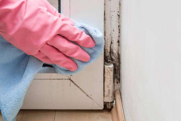 Best Residential Mold Removal  in Kapaau, HI