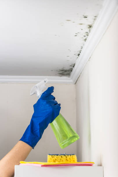 Best Commercial Mold Removal  in Kapaau, HI