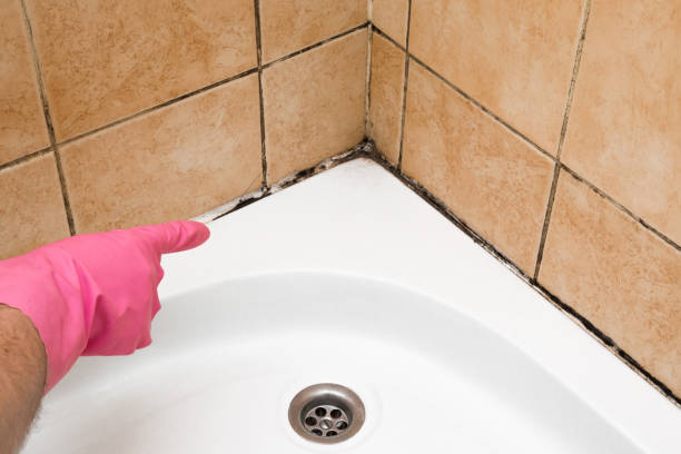 Best Mold Removal Specialists  in Kapaau, HI