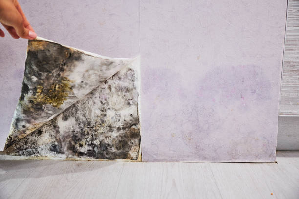 Trusted Kapaau, HI Mold Removal Experts